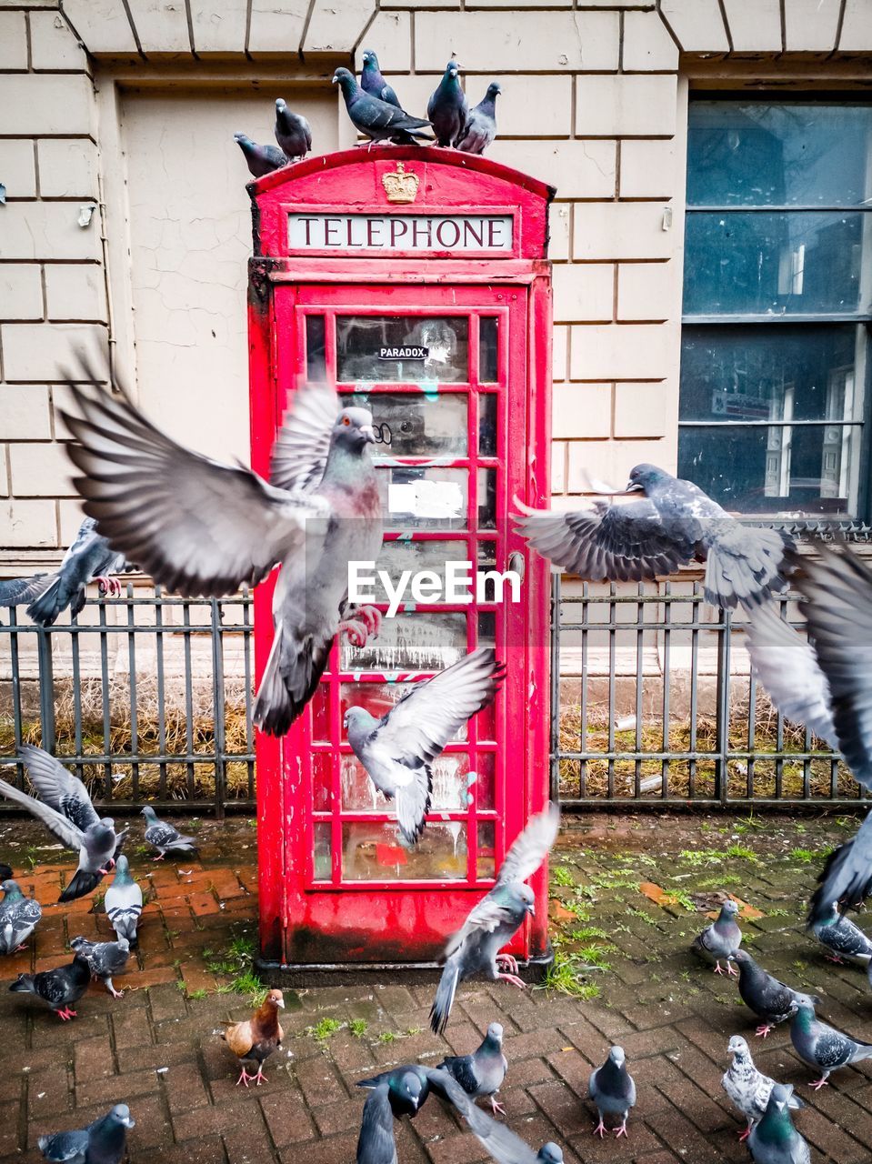 Birds flying before phonebooth