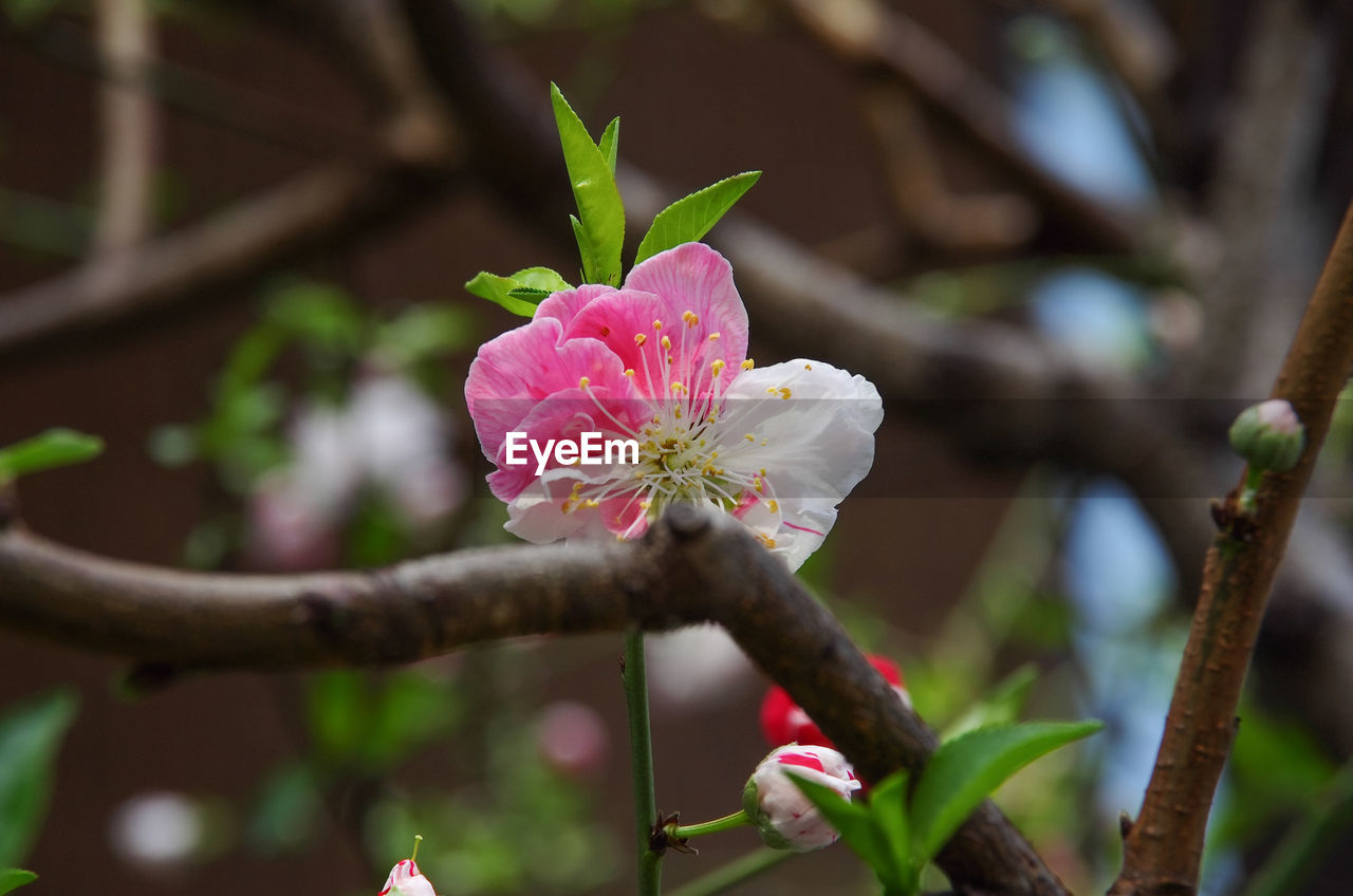 CLOSE-UP OF PINK FLOWERS BLOOMING OUTDOORS