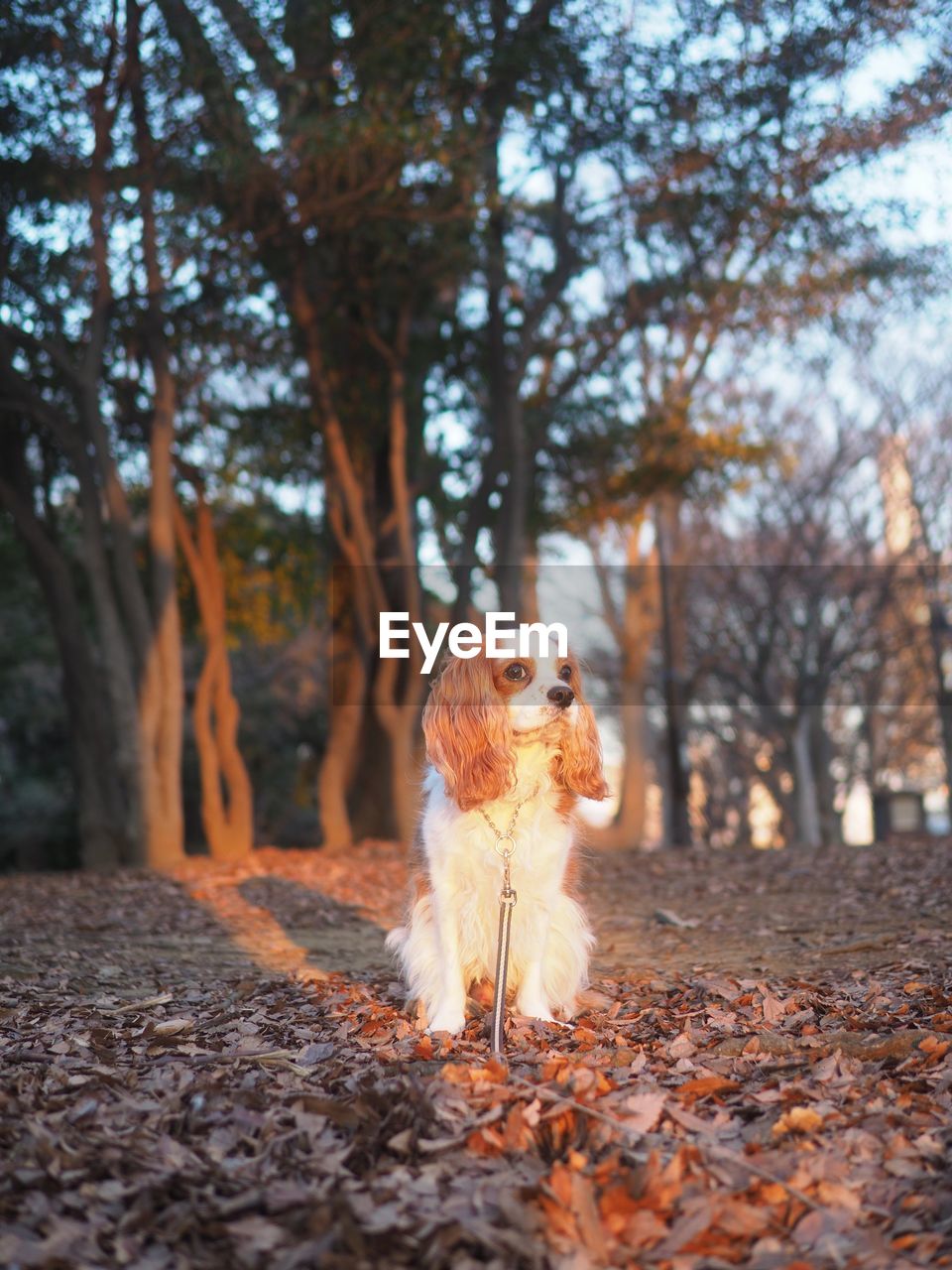 VIEW OF DOG ON STREET