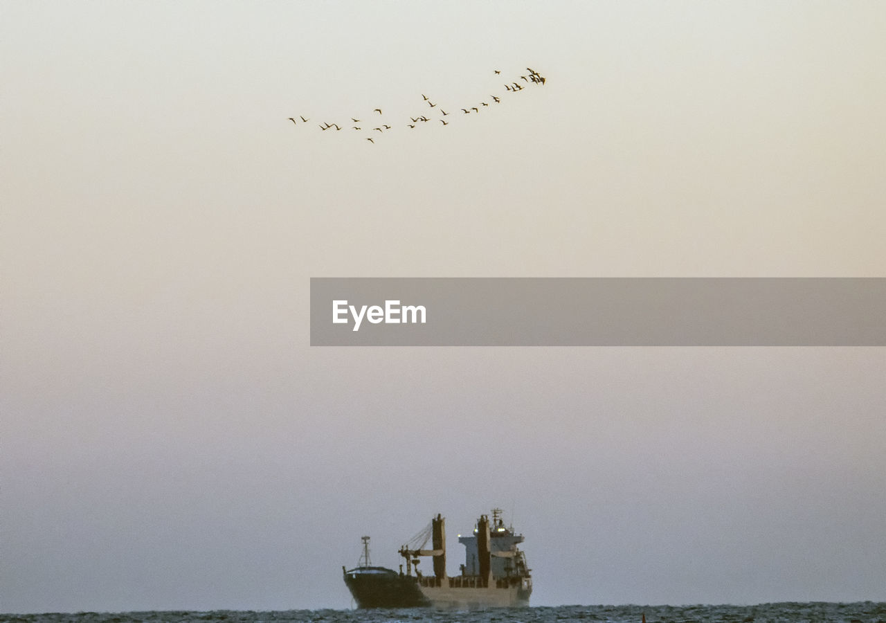 LOW ANGLE VIEW OF BIRDS FLYING AGAINST SKY