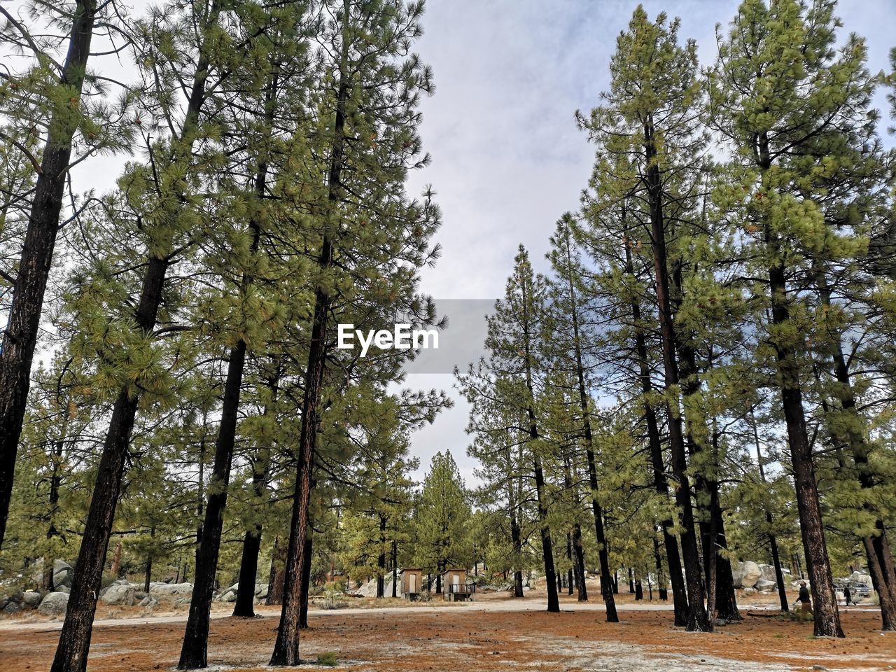 Low angle view of trees in forest against sky