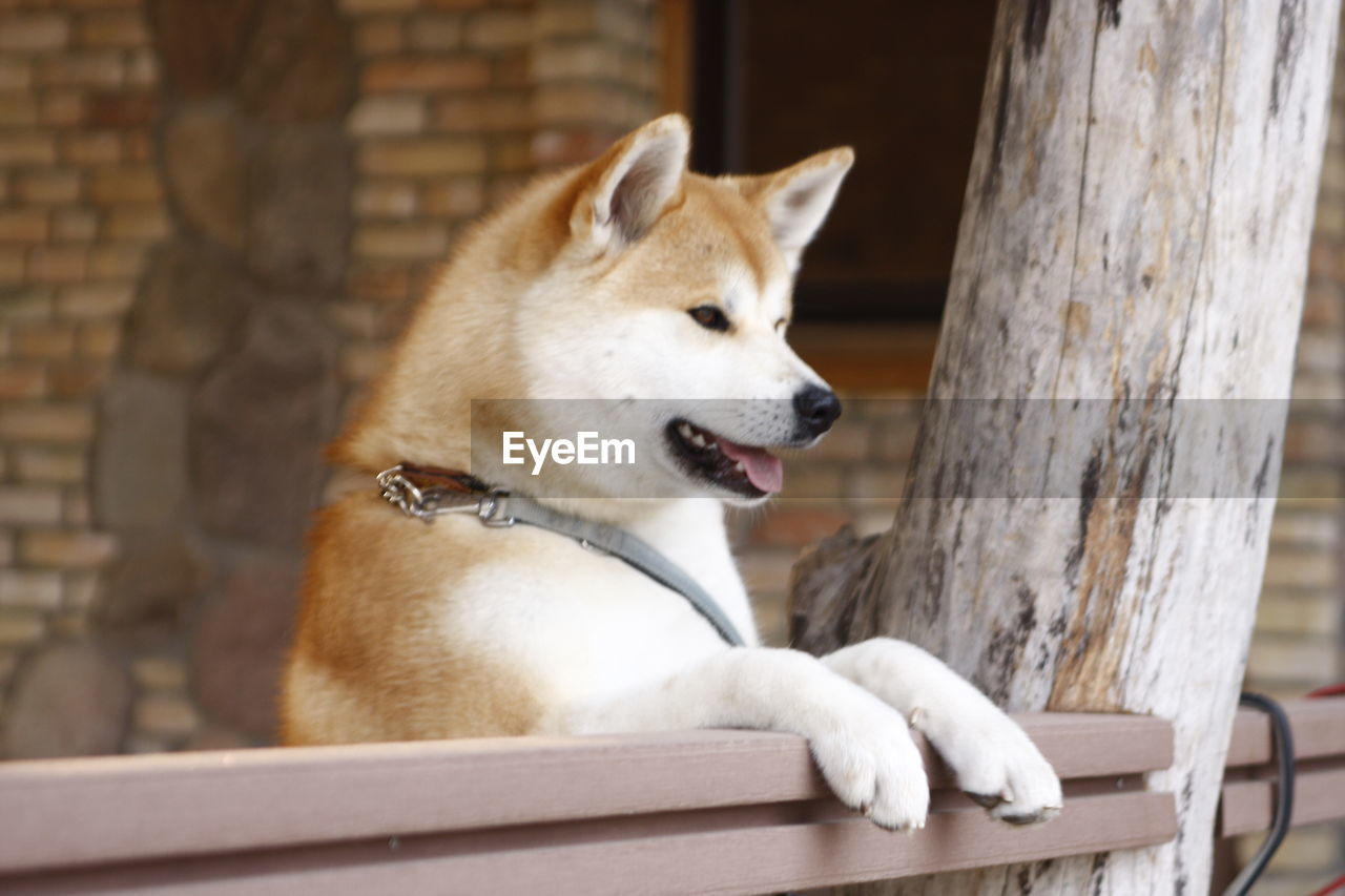 pet, animal themes, animal, dog, one animal, mammal, domestic animals, canine, shiba inu, no people, day, looking, puppy, hokkaido, focus on foreground, animal body part, wood, outdoors, sitting, looking away, facial expression, relaxation, architecture