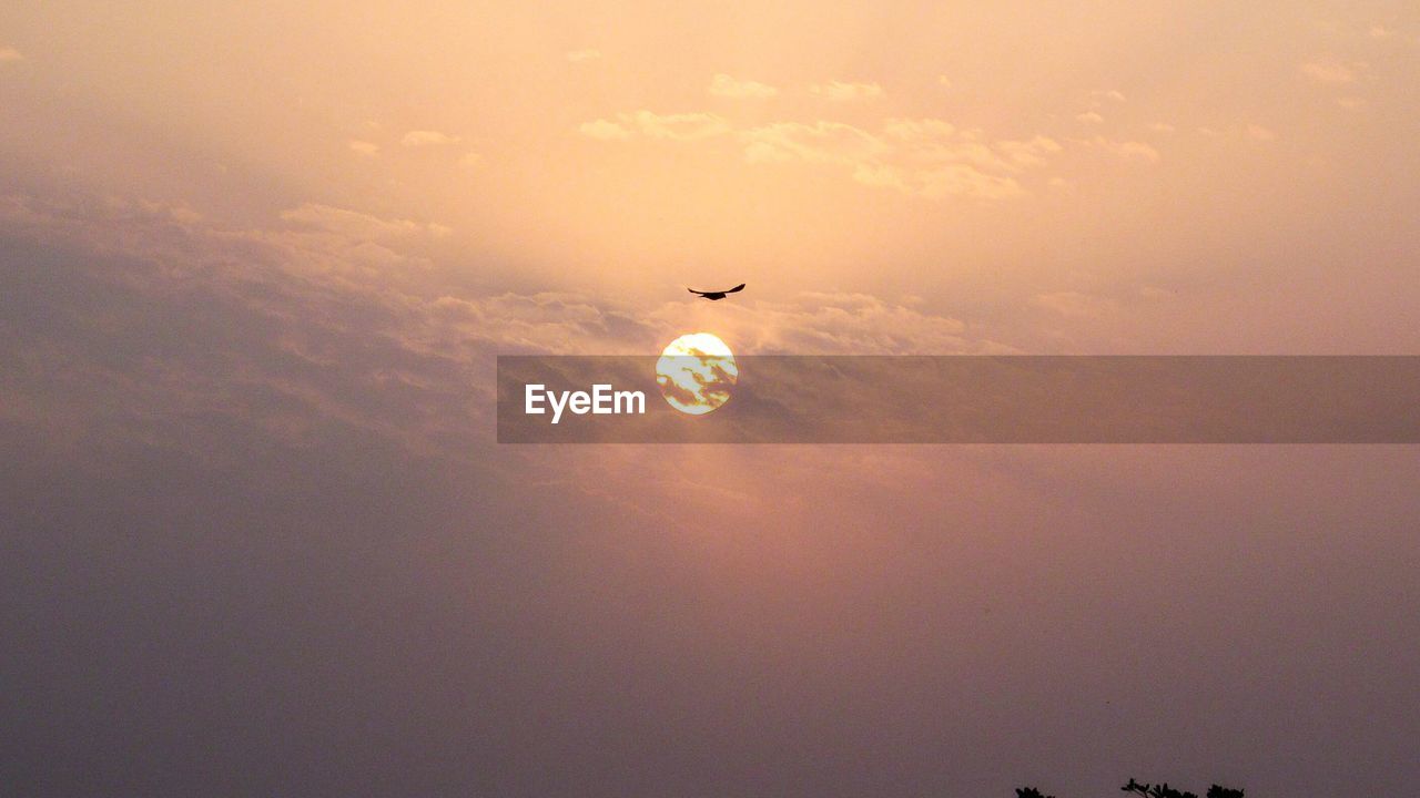 Bird flying in sky during sunset