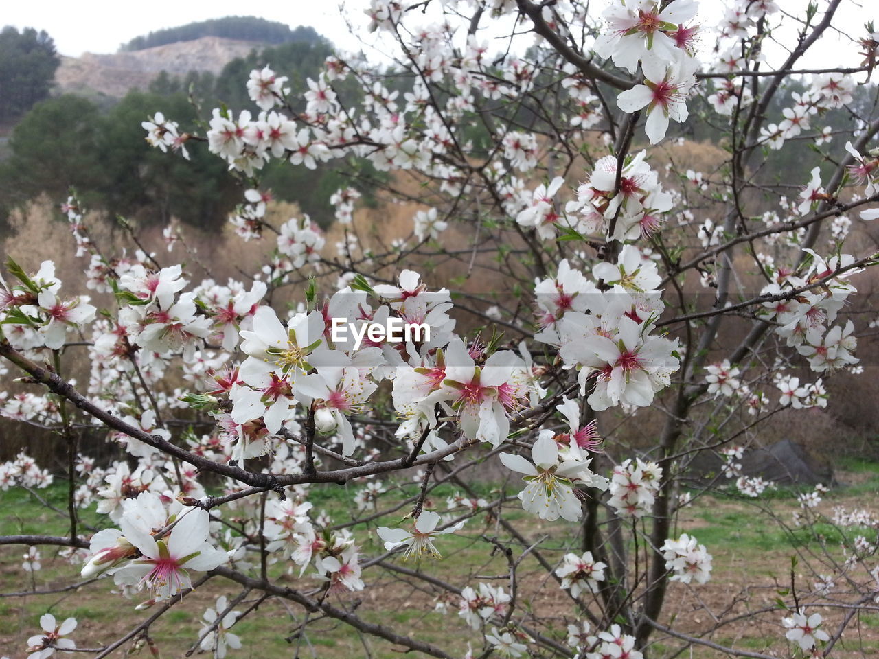 LOW ANGLE VIEW OF CHERRY BLOSSOM TREE