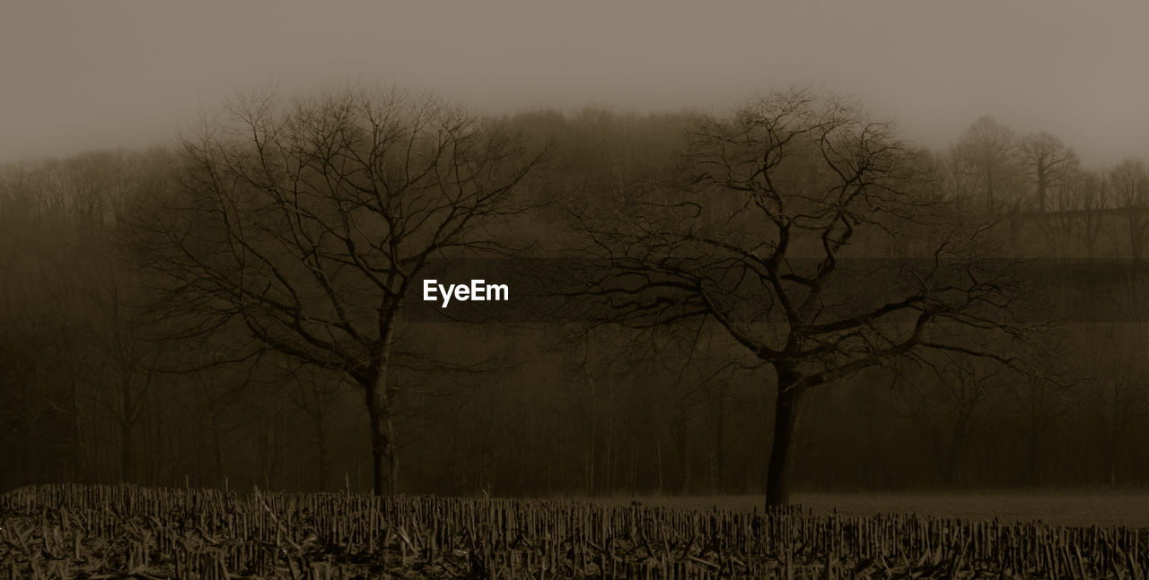 BARE TREES ON FIELD AGAINST SKY