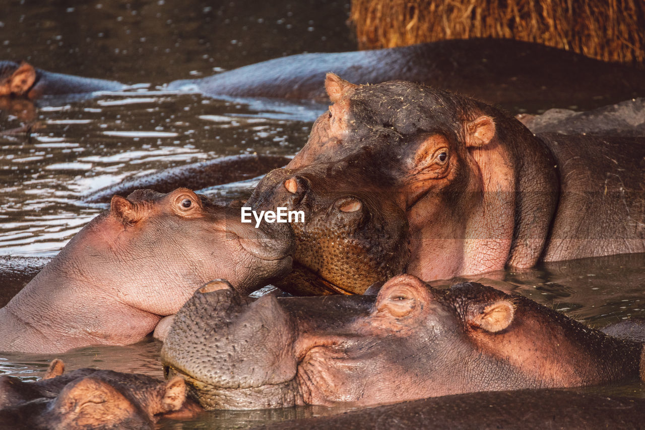 Group of hippopotamus with cub in the lake
