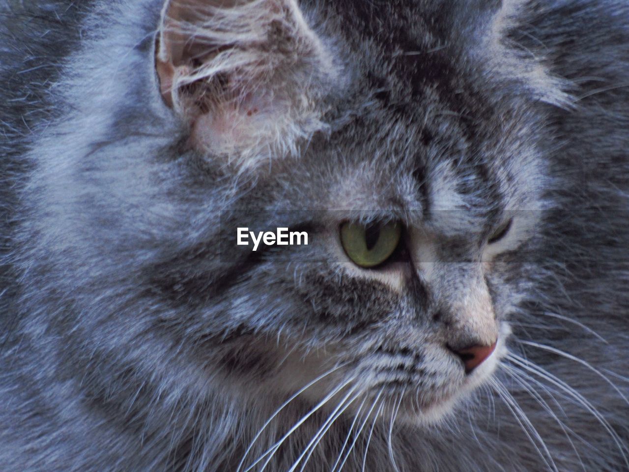 CLOSE-UP OF CAT WITH EYES