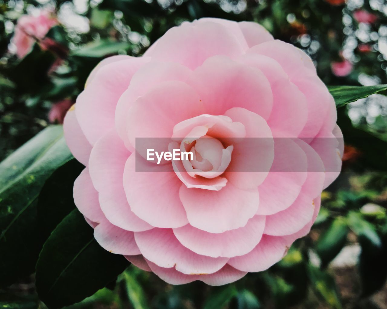 Close-up of pink flower
