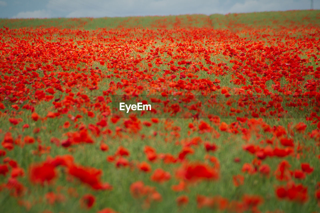 SCENIC VIEW OF RED FLOWERING PLANTS