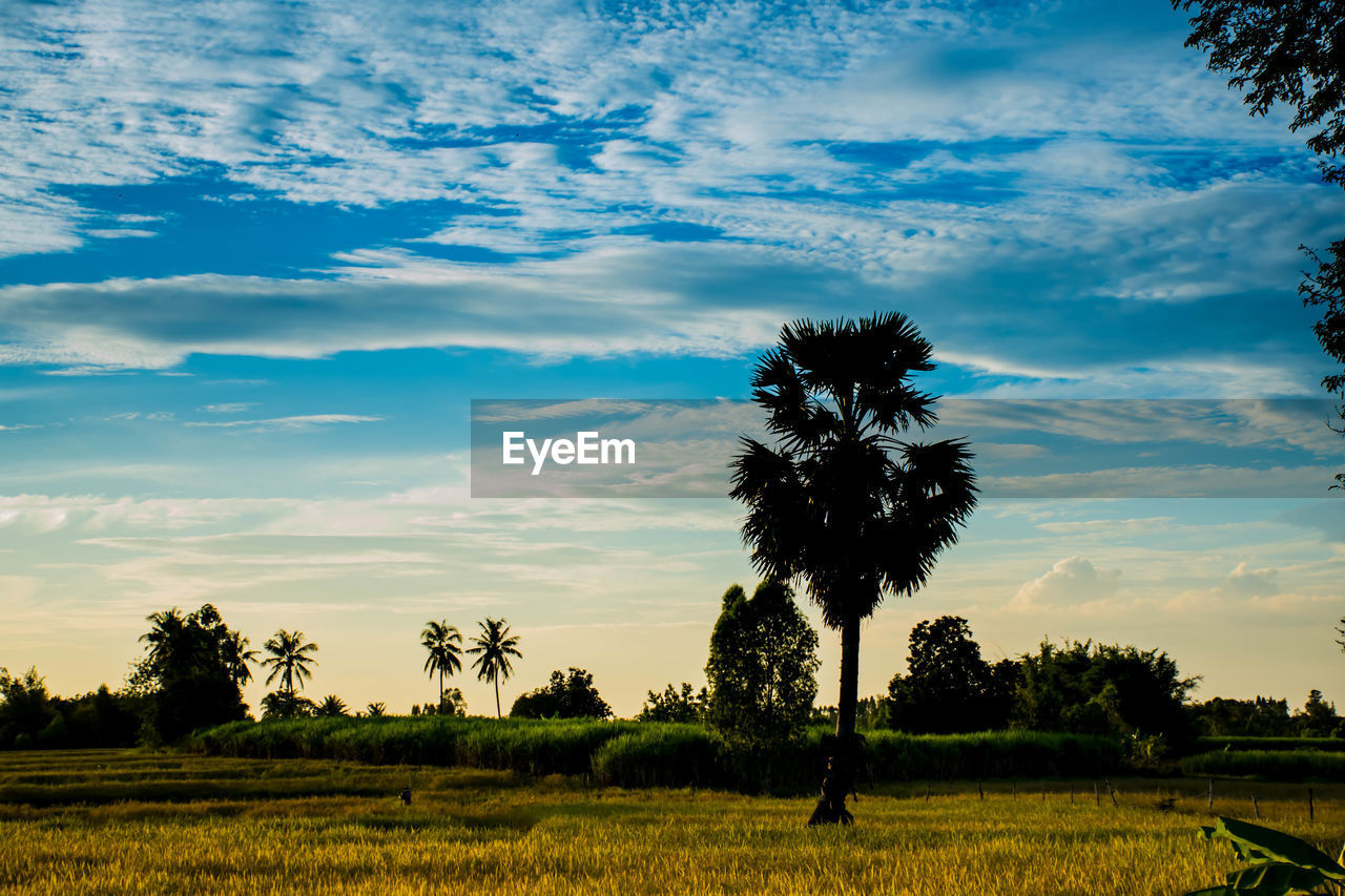 Trees on field against sky during sunset