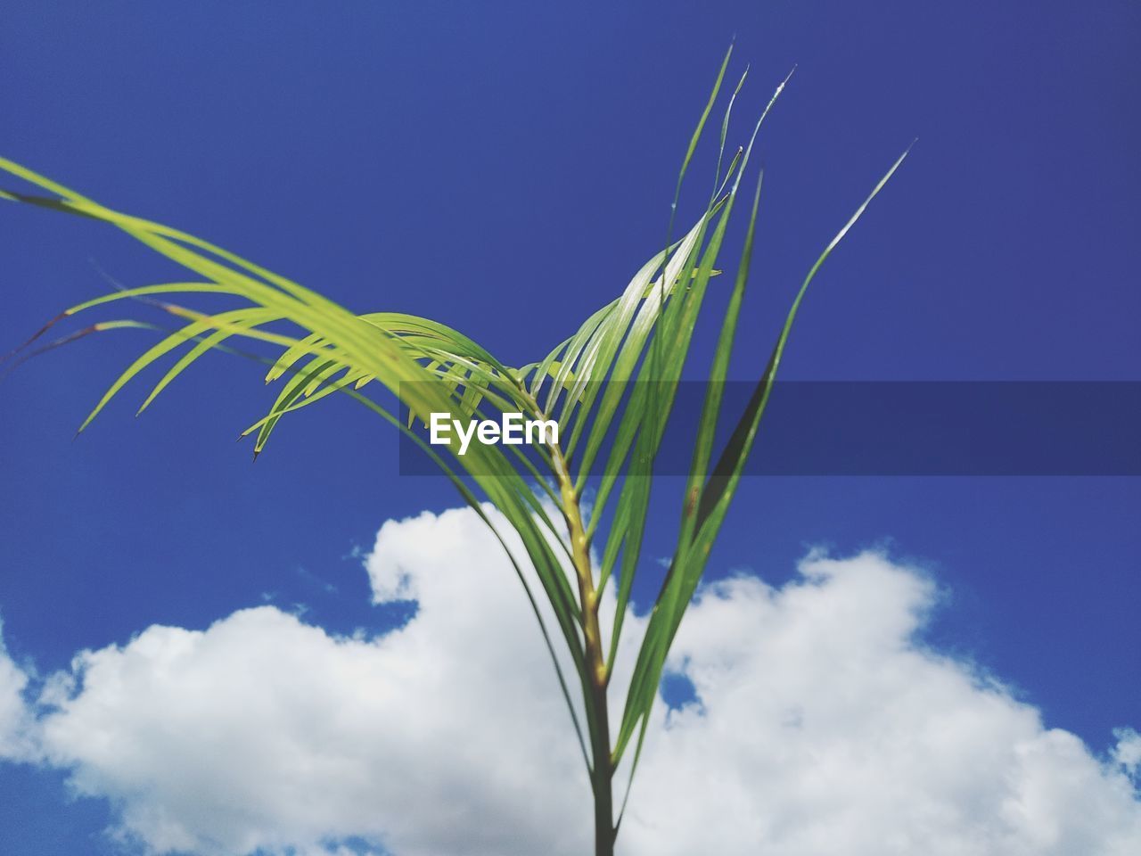 LOW ANGLE VIEW OF PLANTS AGAINST BLUE SKY