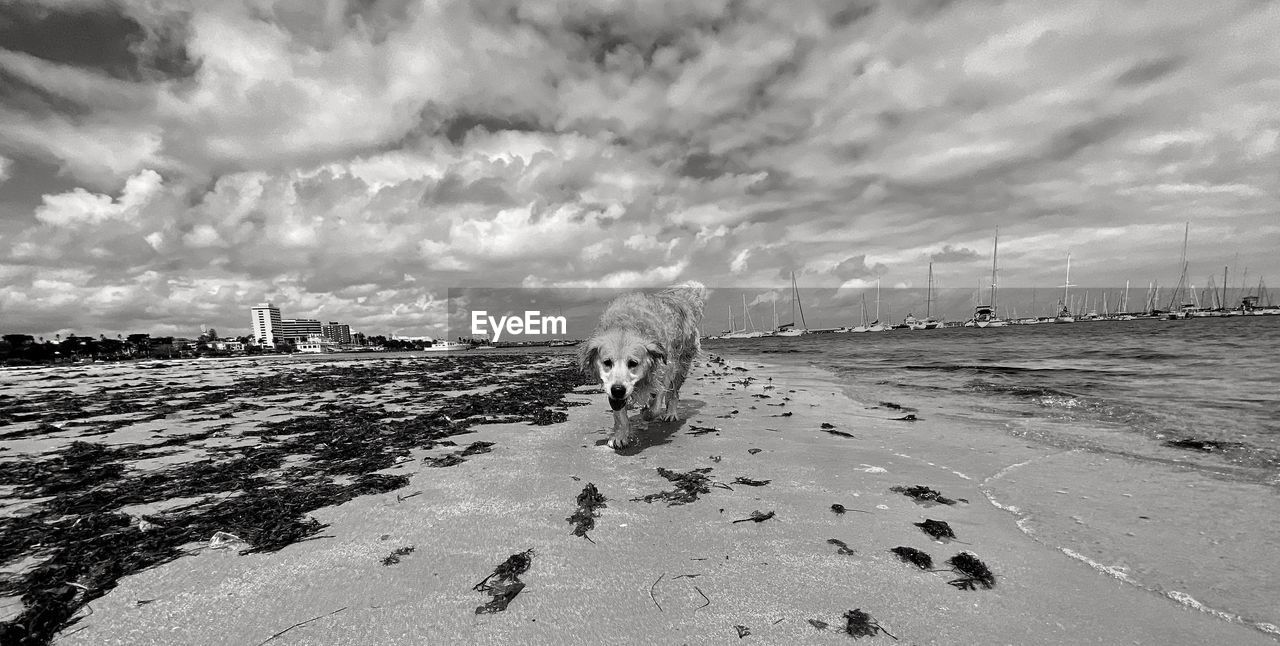 View of a wet golden on a beach with a dramatic sky 