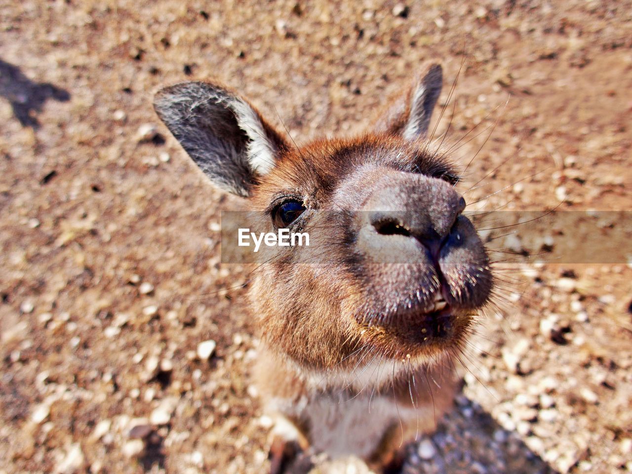 Close-up of a kangaroo on field