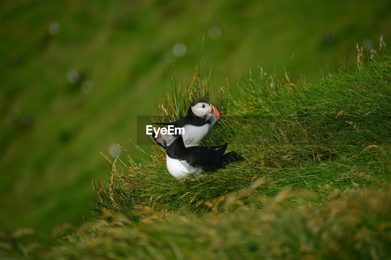 Puffins with sand eels in its beak