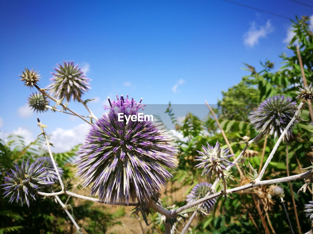 Close-up of purple flowering plants on field against sky