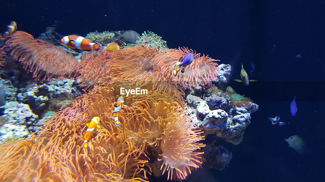 Fish swimming in sea