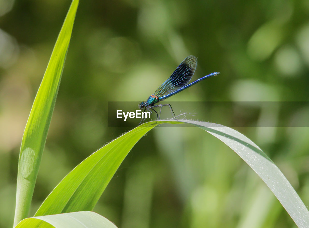 CLOSE-UP OF GRASSHOPPER ON LEAF