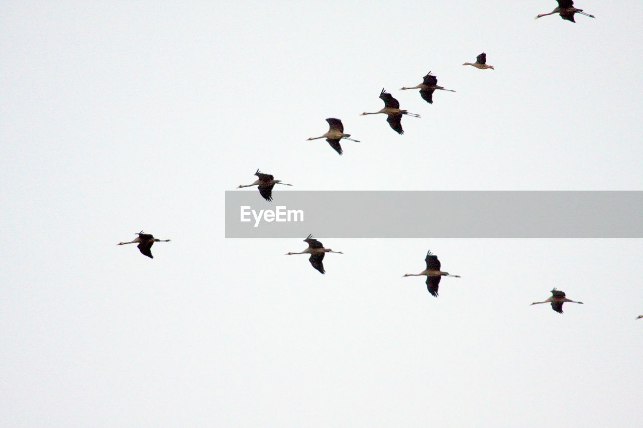 BIRDS FLYING IN THE SKY