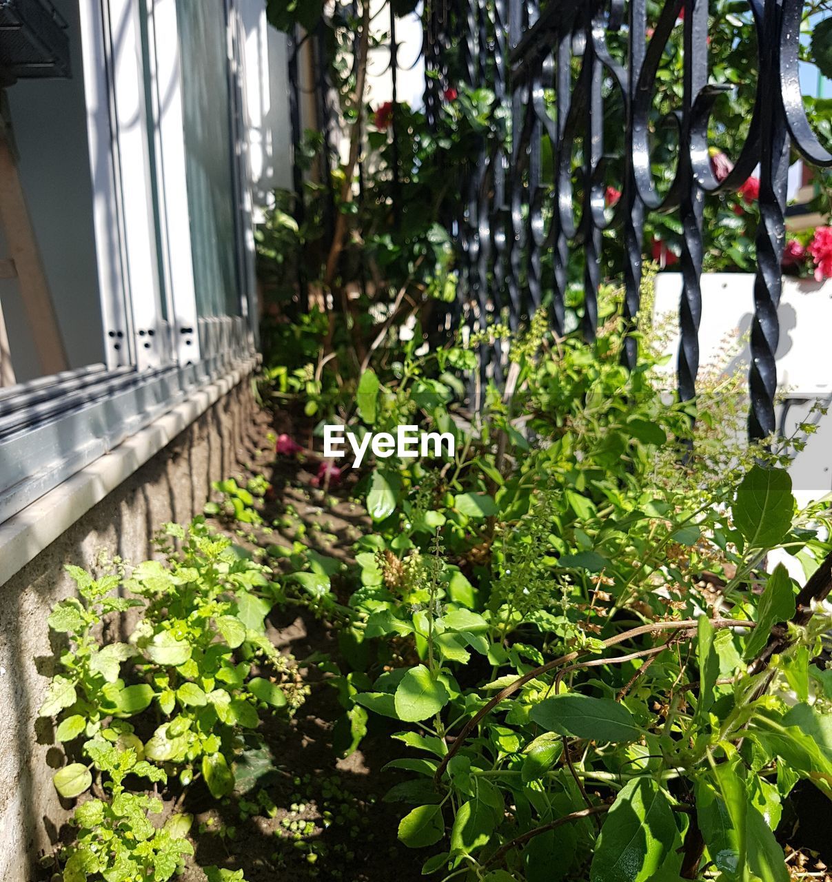 PLANTS GROWING IN BACKYARD