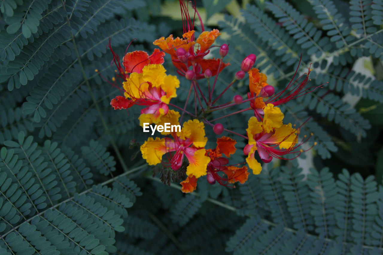 Close-up of yellow flowers blooming outdoors