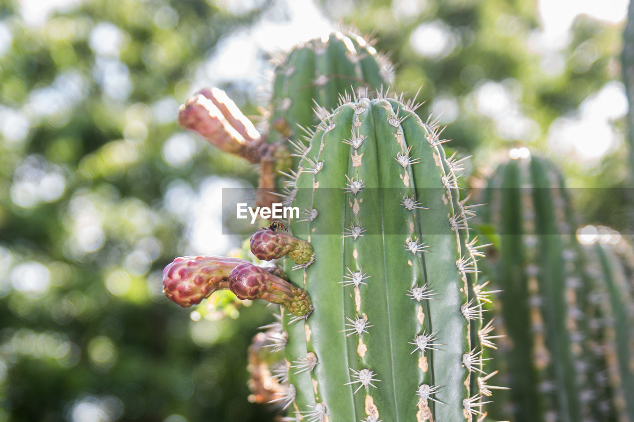 CLOSE-UP OF CACTUS FLOWER BUDS