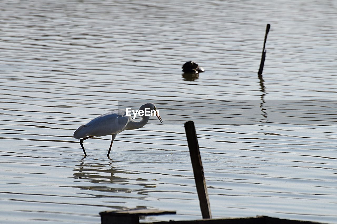 BIRDS IN LAKE