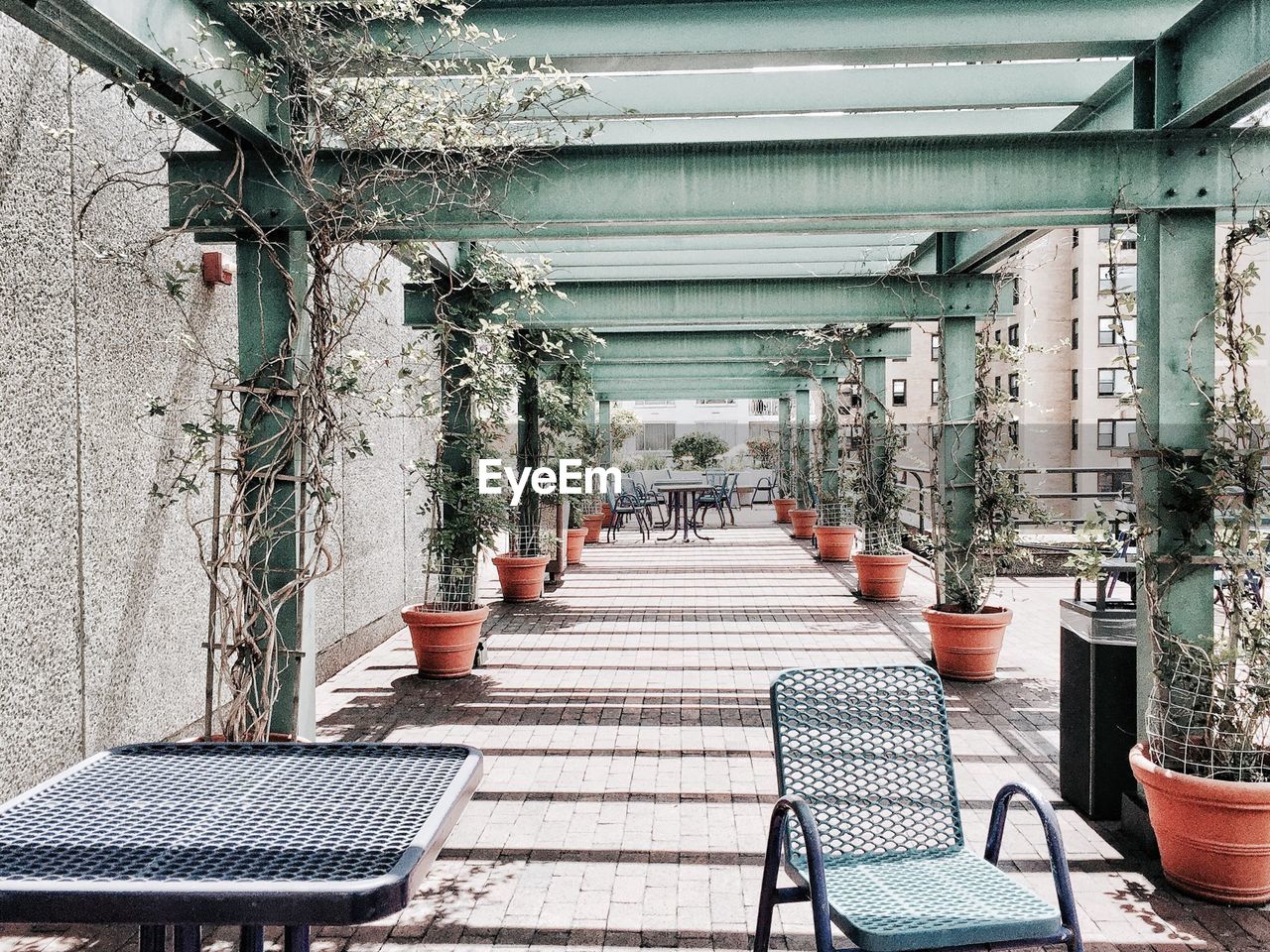 Potted plants in corridor of building