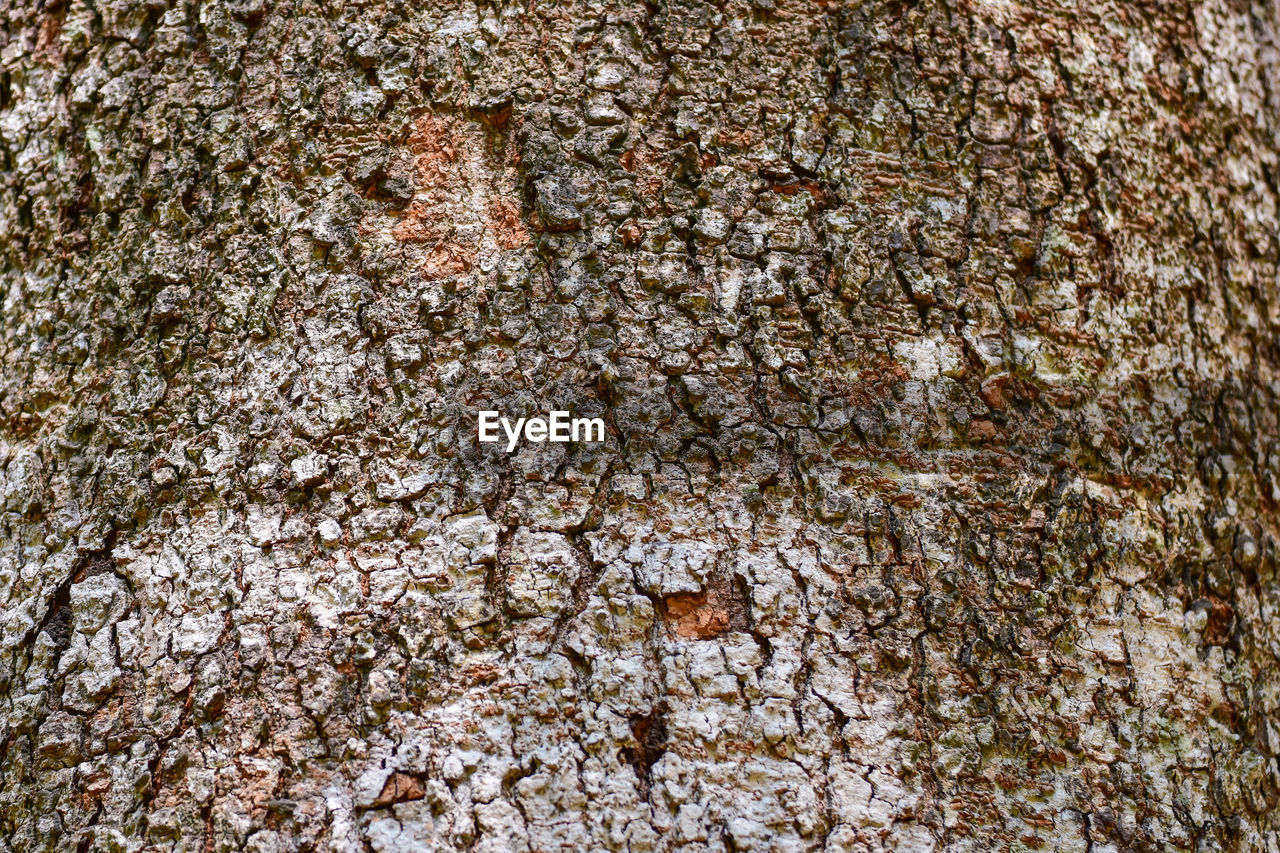 Full frame shot of tree trunk