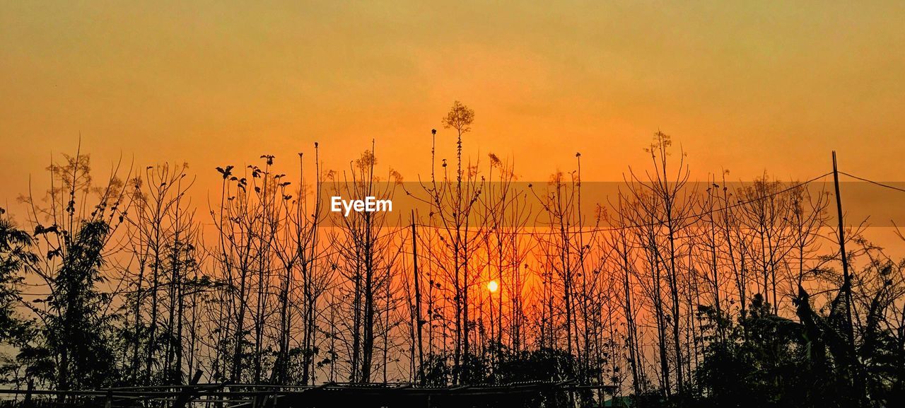 SILHOUETTE PLANTS AGAINST SKY AT SUNSET