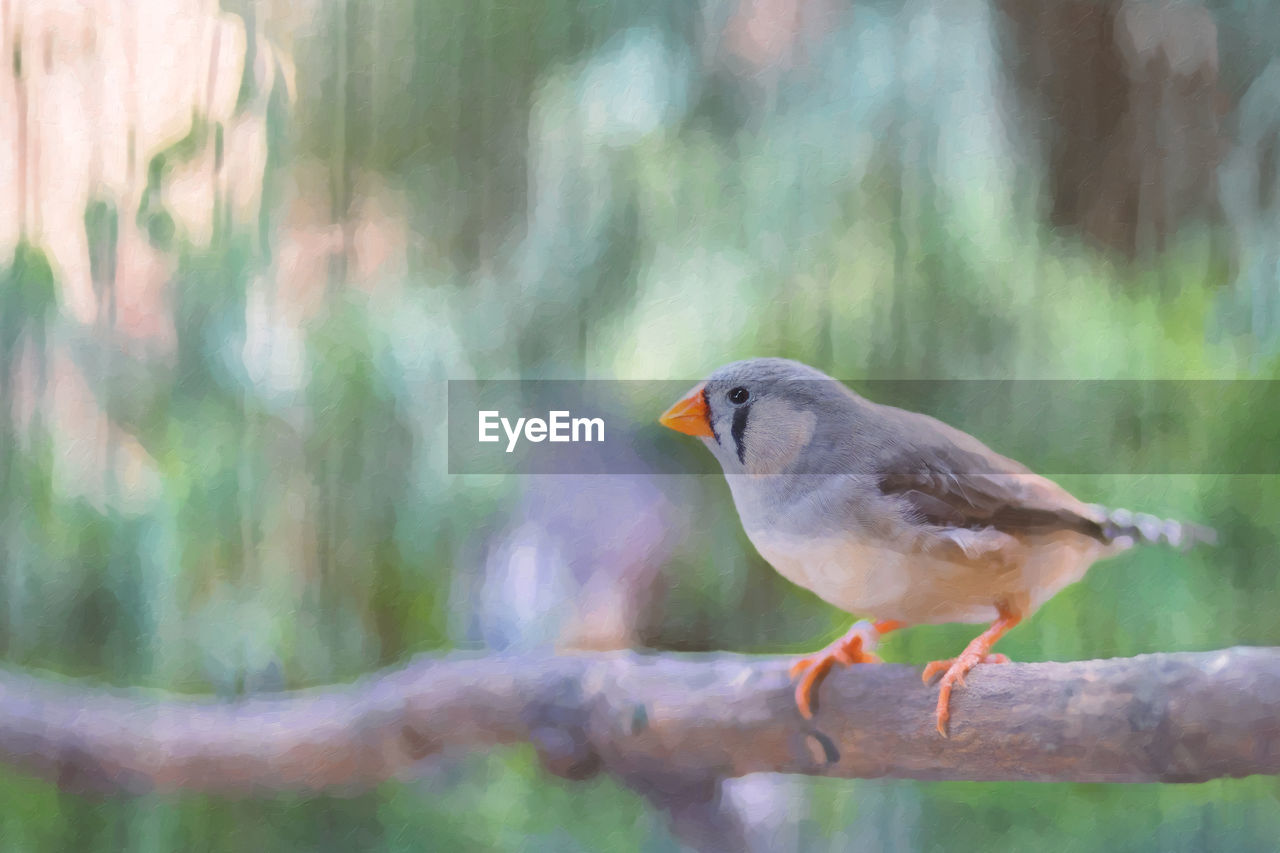 BIRD PERCHING ON A BRANCH