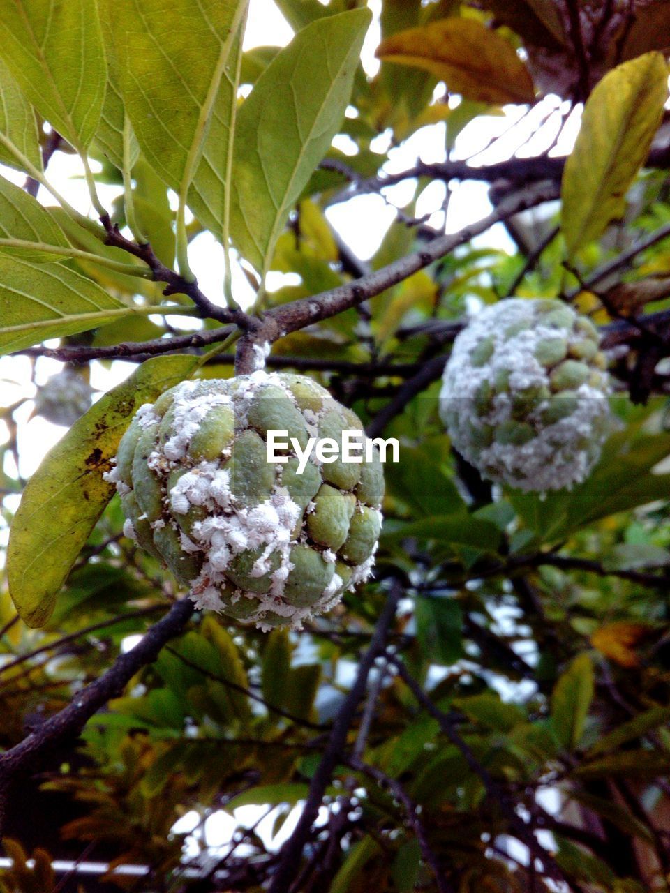 CLOSE-UP OF FRUIT TREE