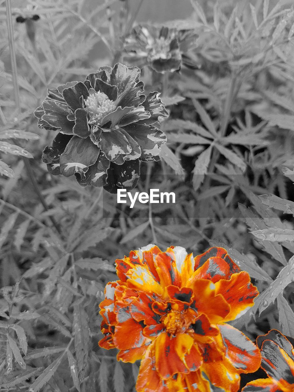 CLOSE-UP OF ORANGE POPPY FLOWERS