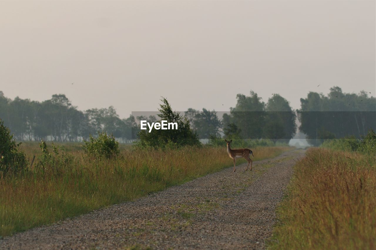 Deer looking back after crossing a path btween to field. vestamager nature reserve.,copenhagen.