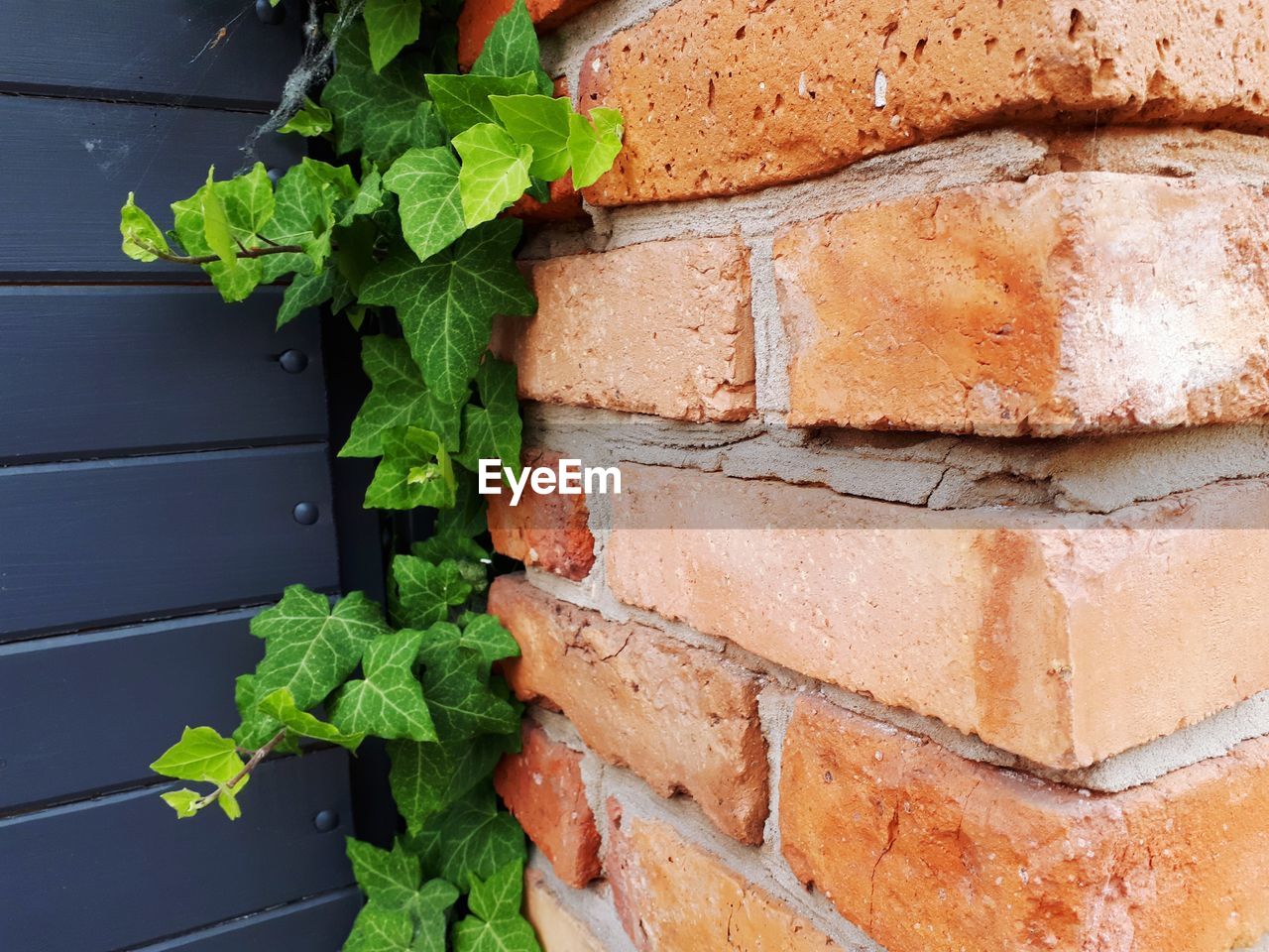 CLOSE-UP OF LEAVES ON WALL