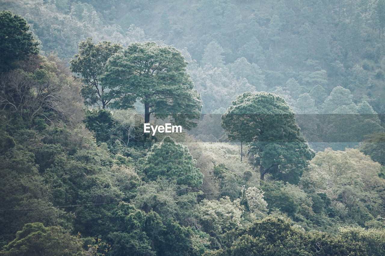 HIGH ANGLE VIEW OF TREES IN MOUNTAINS