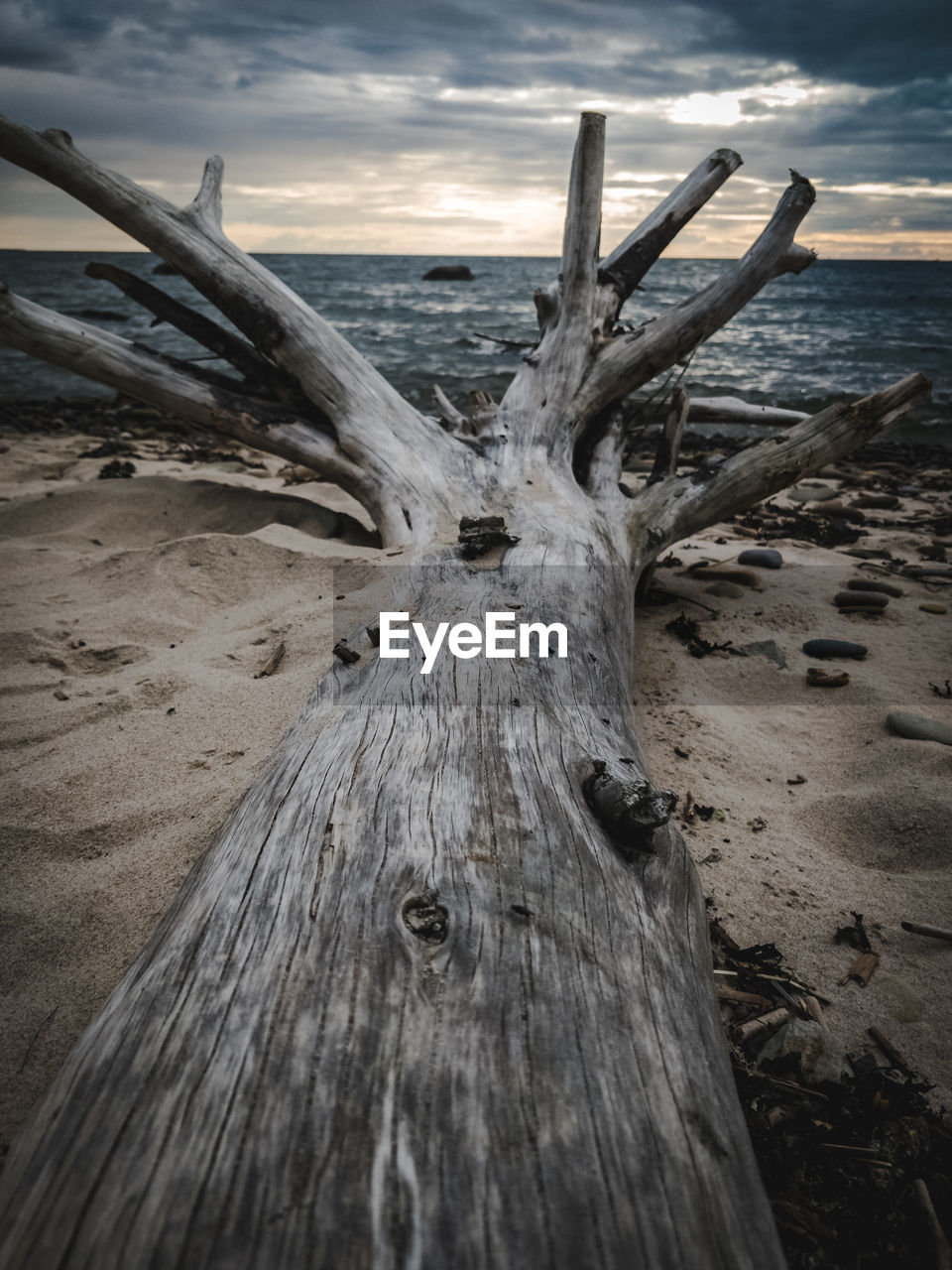Close-up of driftwood on beach