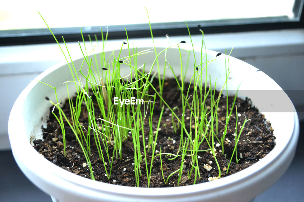 Close-up of potted plant on window sill