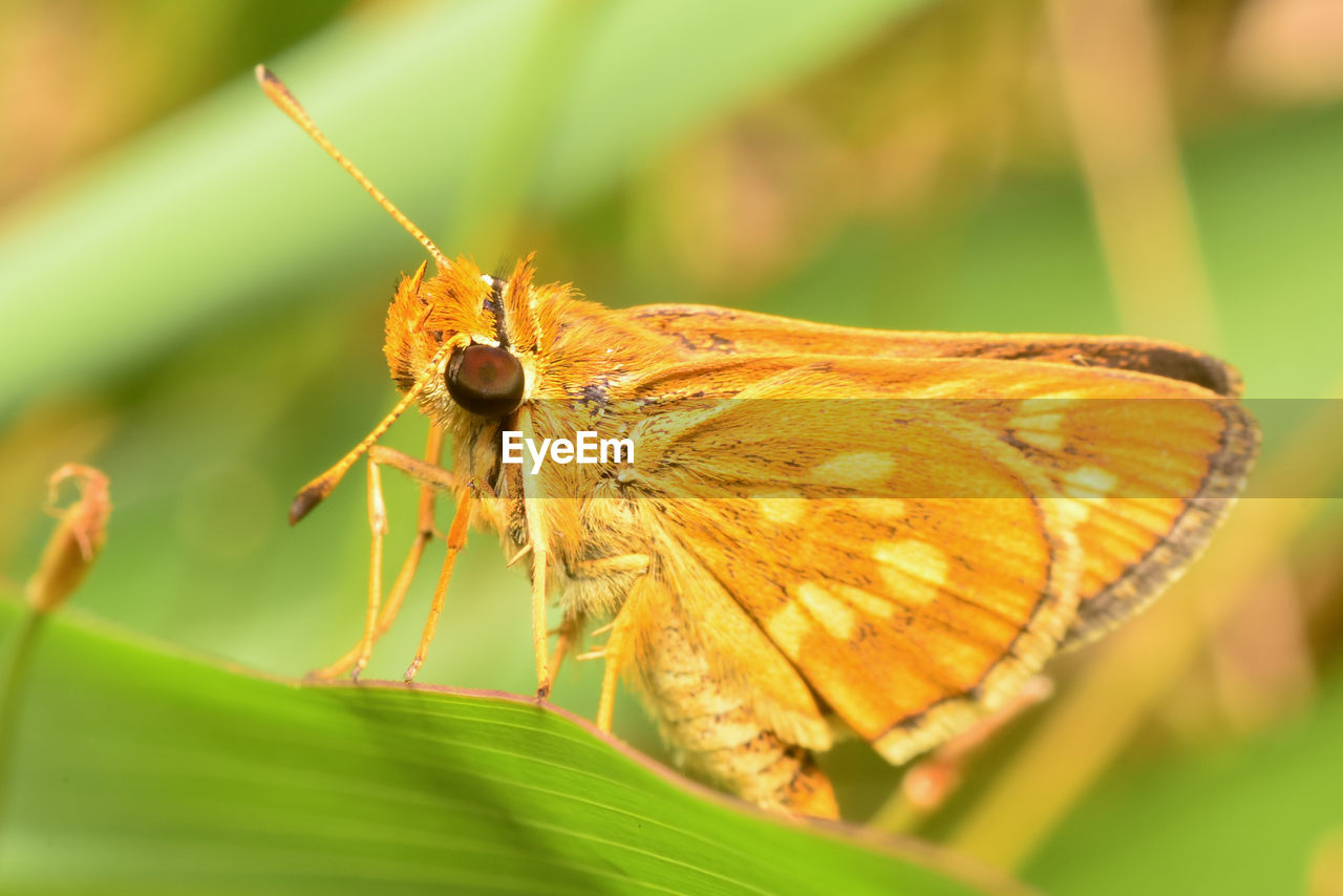 BUTTERFLY ON LEAF