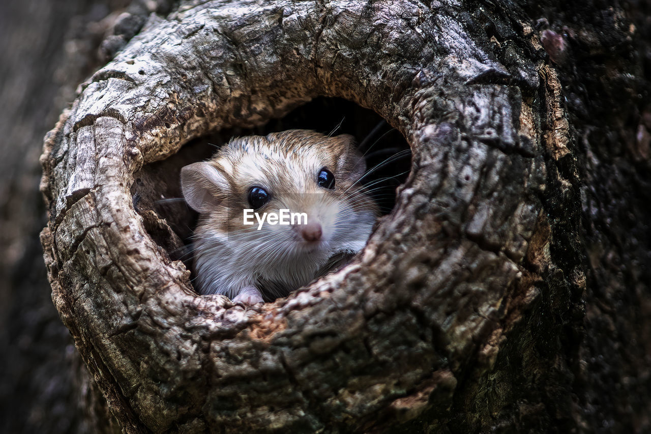 CLOSE-UP OF ANIMAL HOLE IN TREE TRUNK