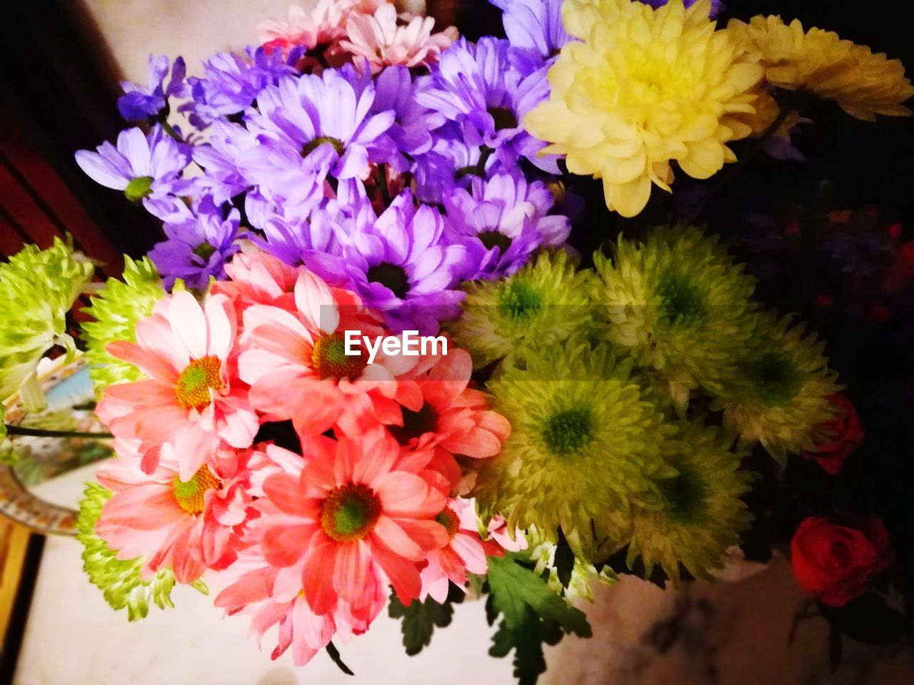 CLOSE-UP OF MULTI COLORED FLOWERS ON PLANT