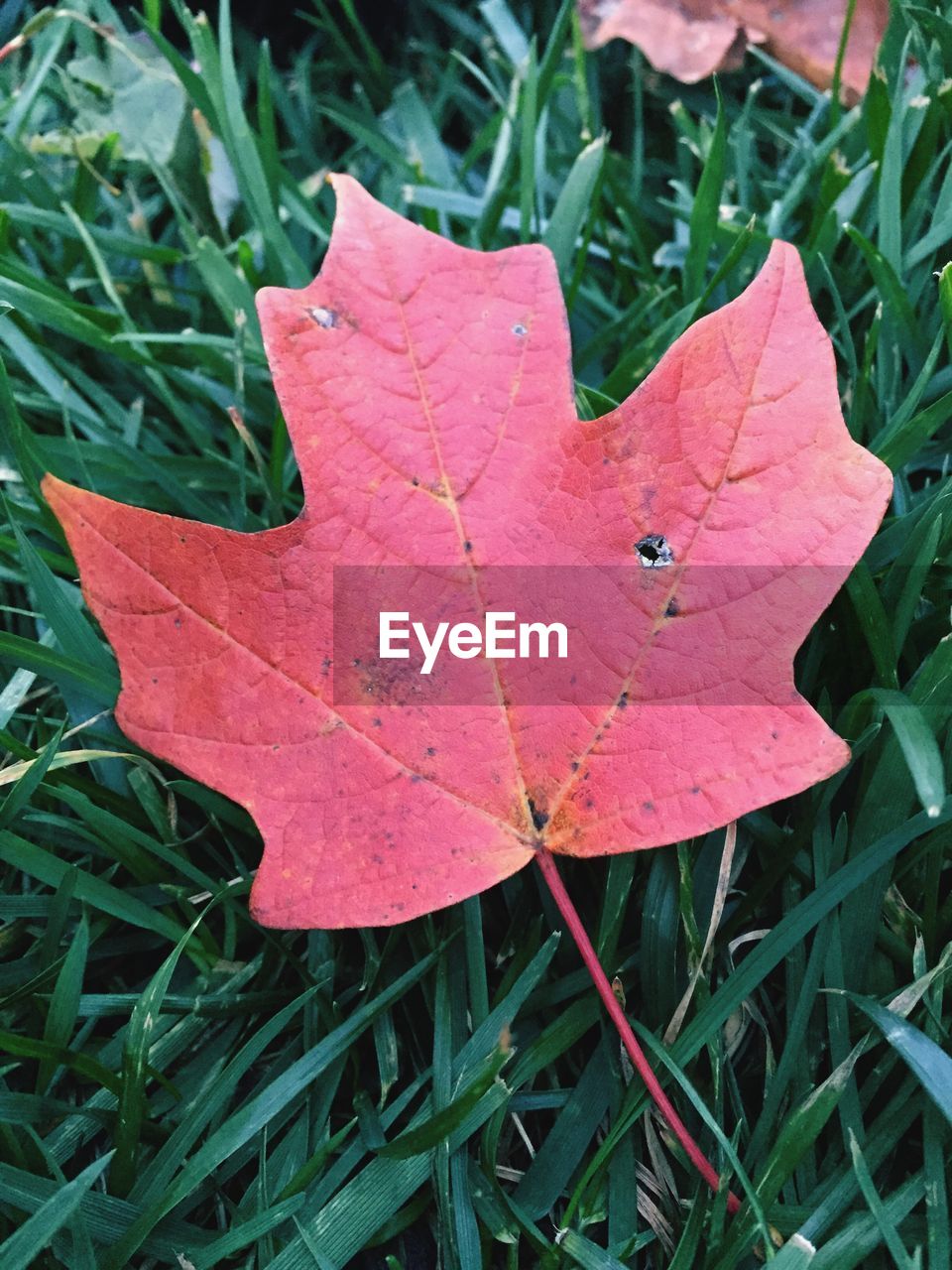 CLOSE-UP OF RED MAPLE LEAVES