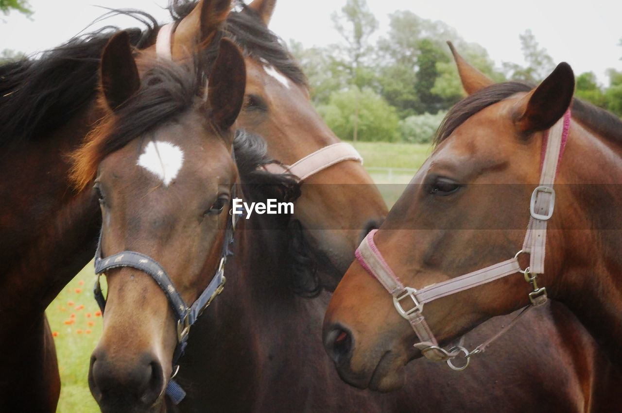 CLOSE-UP OF HORSES