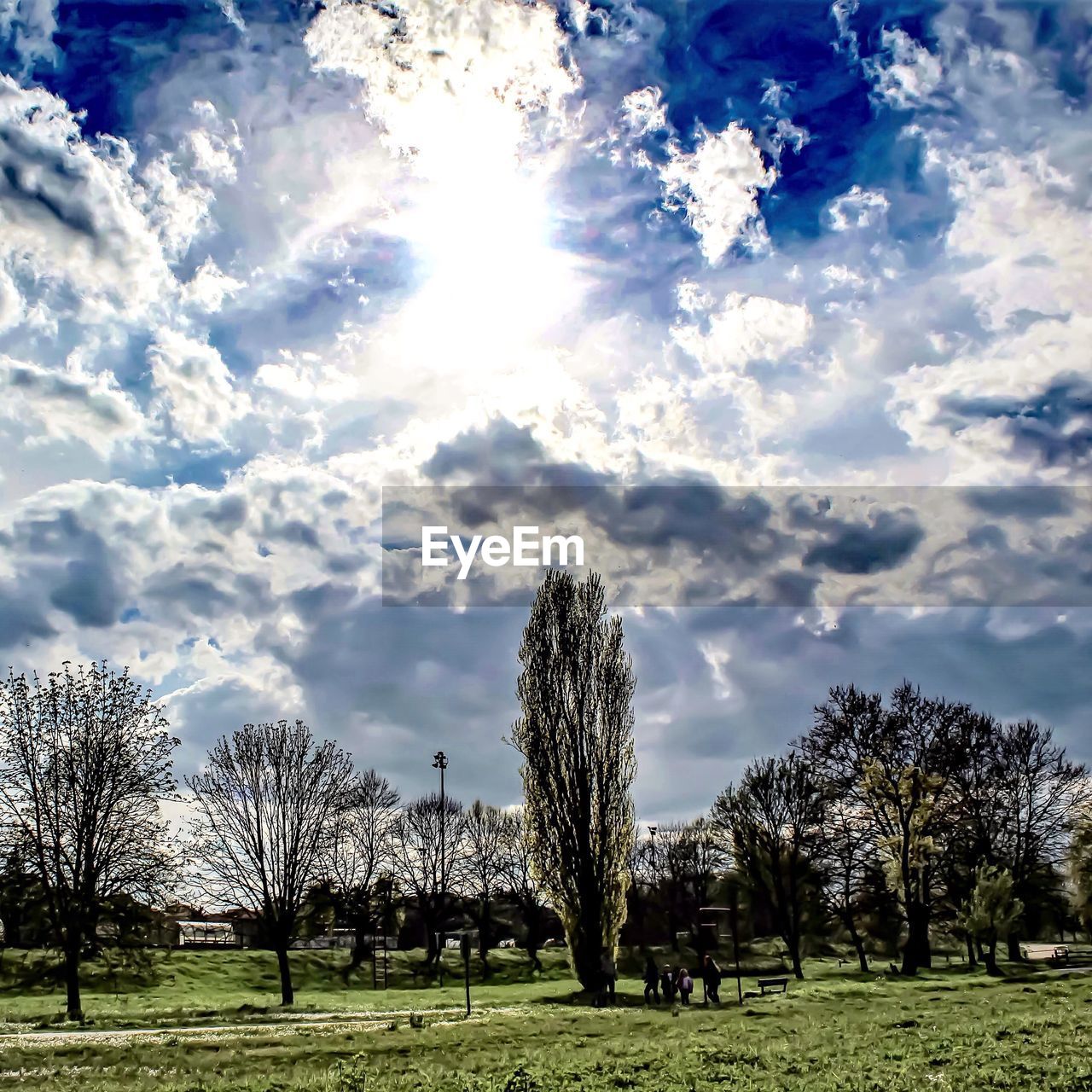 TREES ON GRASSY FIELD IN PARK