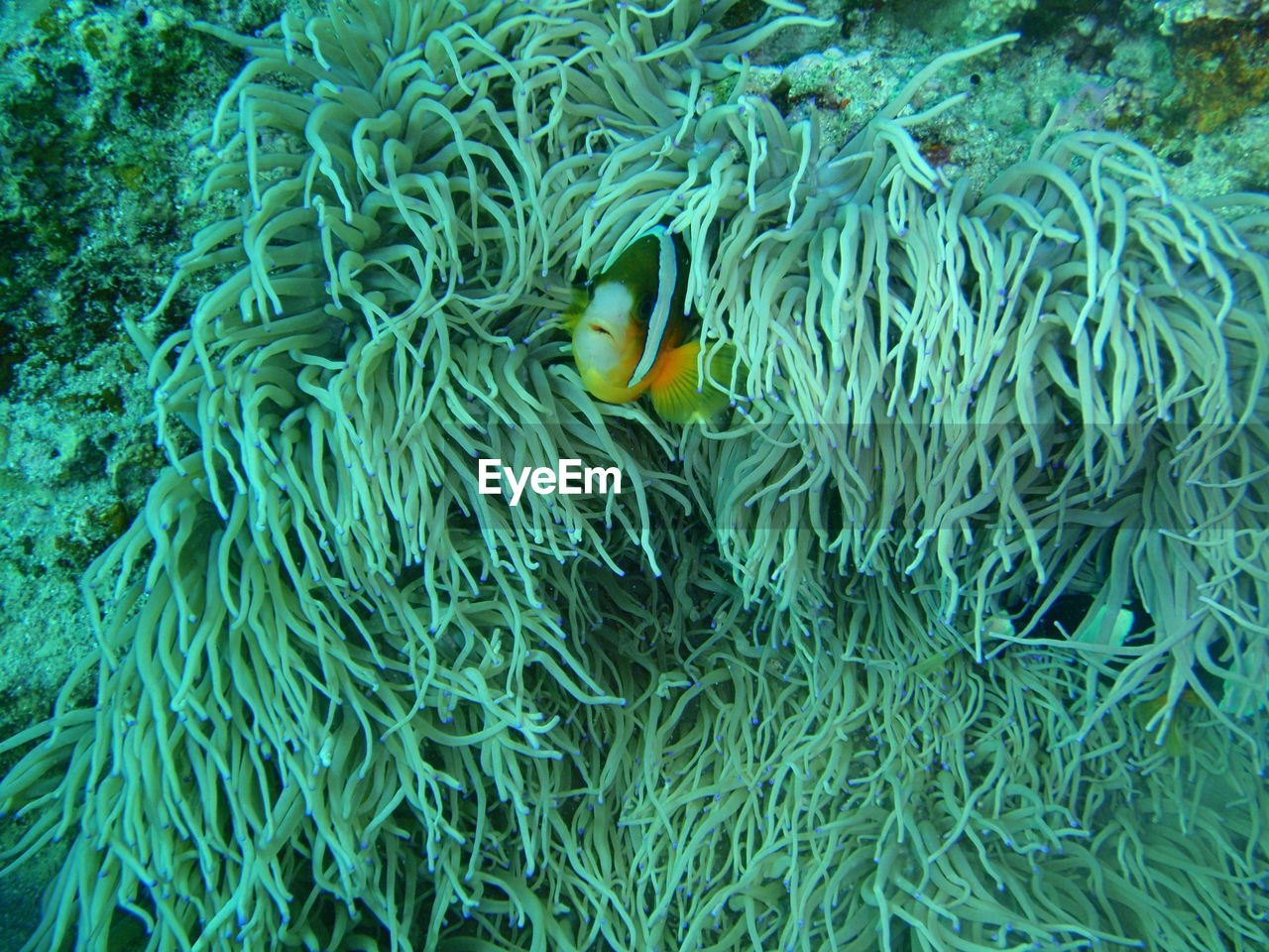 Close-up of fish swimming in sea