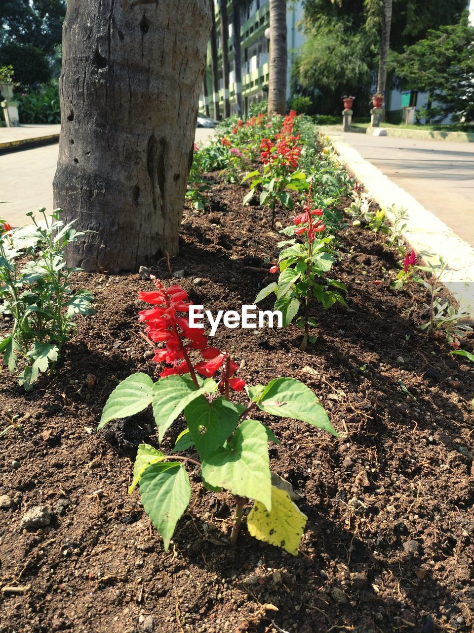 PLANTS GROWING ON TREE