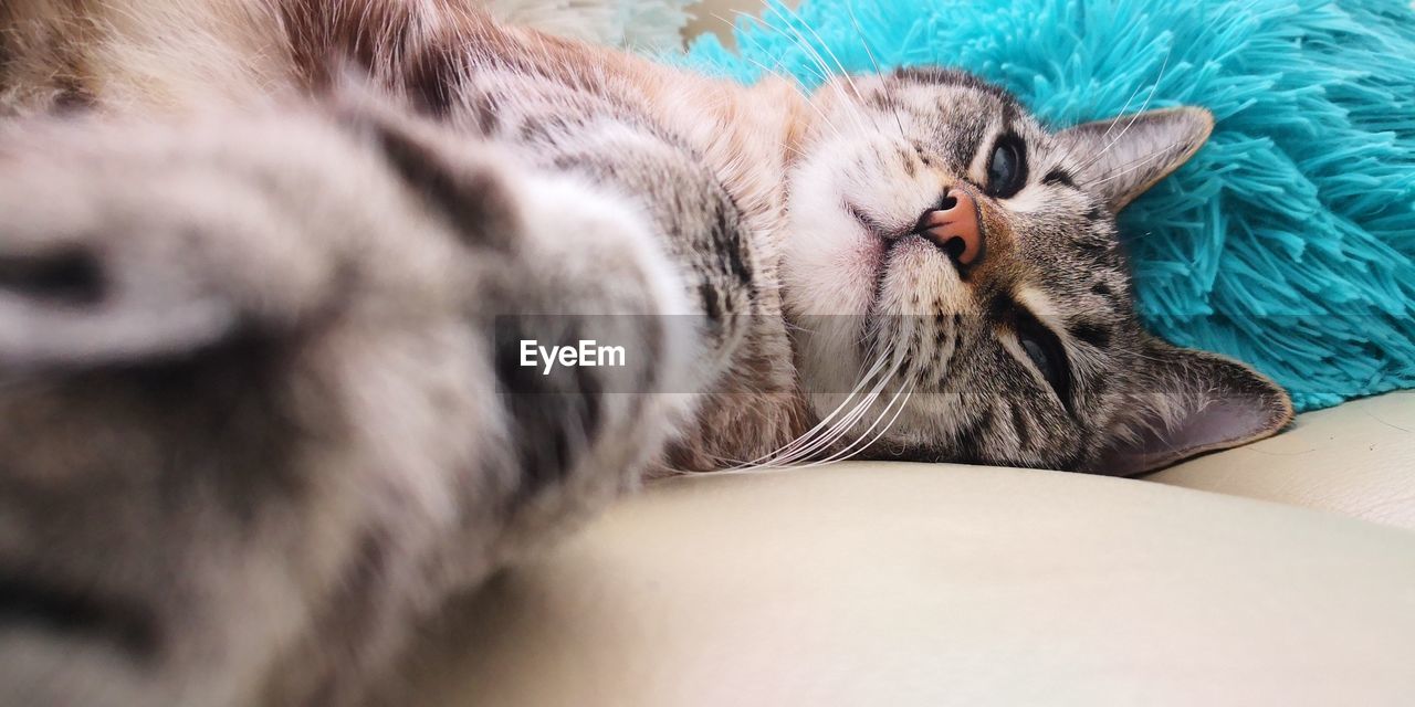 CLOSE-UP OF A CAT LYING ON BED