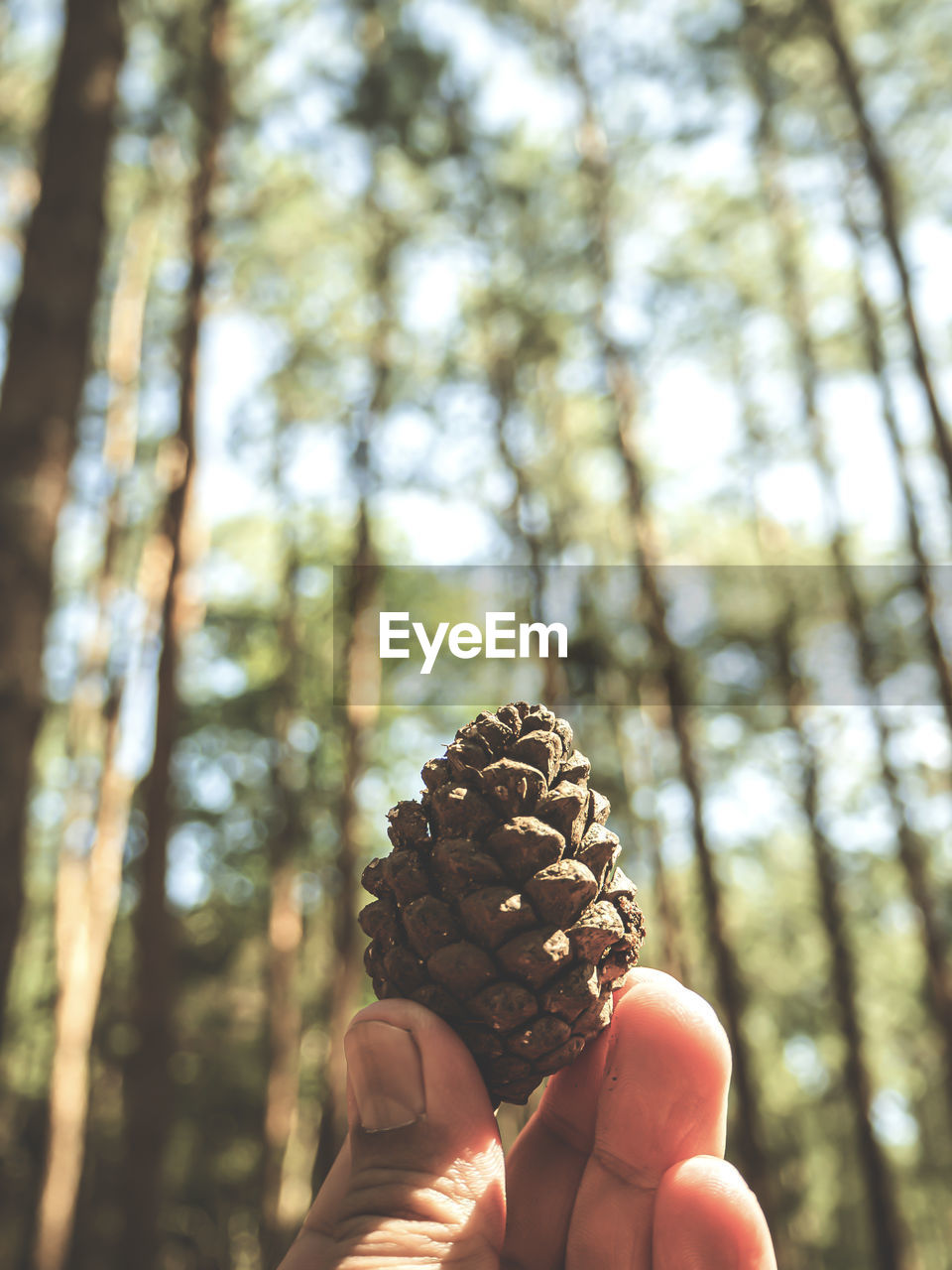 MIDSECTION OF PERSON HOLDING PINE CONE AGAINST TREES