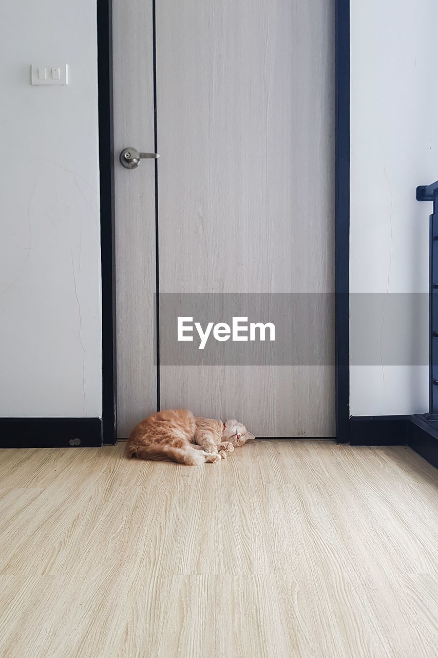 floor, flooring, indoors, wood, laminate flooring, wood flooring, door, room, entrance, home interior, hardwood, no people, furniture, hardwood floor, interior design, domestic room, wall - building feature, architecture