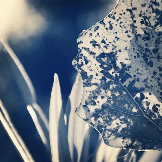 LOW ANGLE VIEW OF WHITE FLOWERS