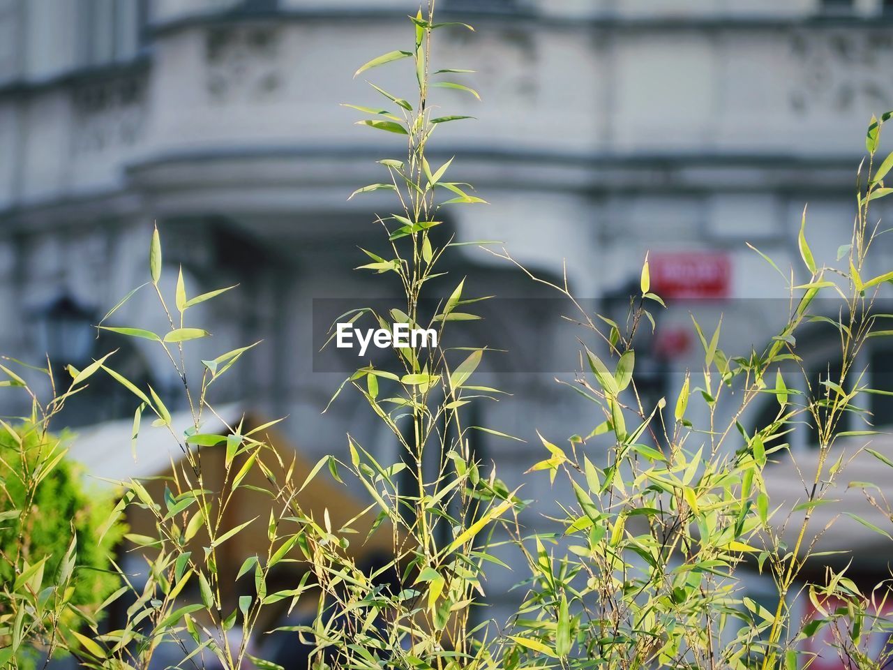 plant, growth, flower, grass, nature, architecture, built structure, no people, focus on foreground, building exterior, green, day, leaf, outdoors, plant part, close-up, beauty in nature, garden, building, flowering plant, freshness